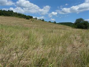 Horné Jabloňovce - kosená lúka